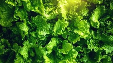Fresh Green Lettuce Texture for Culinary and Health Concept Designs