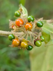 ripe fruits on the tree