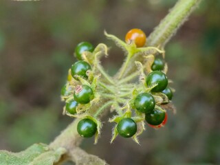 Wildflower fruits in the garden with blurry background 