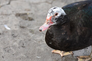 The Muscovy duck (Cairina moschata) is a species of duck in the Muscovy family