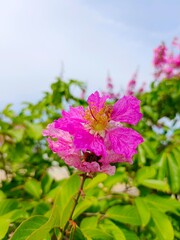 Selective focus of a pink Lagerstroemia speciosa flower in the garden 