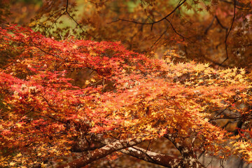 Beautiful red maple leaves, Japanese autumn scenery