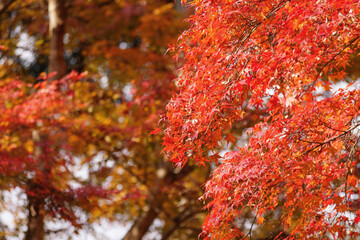Colorful maple leaves illuminated by sunlight, a typical Japanese autumnal scene.	