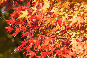 Japanese maple leaf, Autumn landscape	
