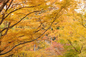 Japanese maple leaf, Autumn landscape	
