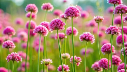 Tall stems with pink flowers in a field , pink, flowers, stems, nature, garden, botanical, plant, bloom, flora, vibrant