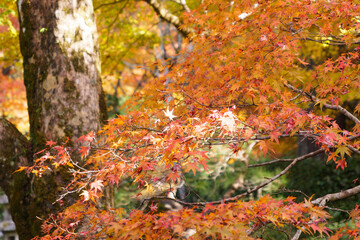 Japanese maple leaf, Autumn landscape	
