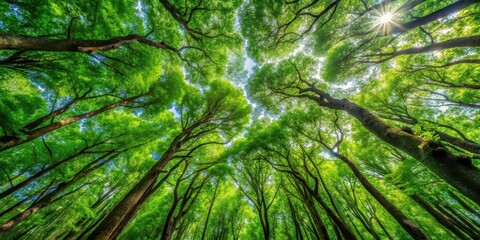 Lush green tree canopies in a dense forest, nature, greenery, foliage, tree tops, canopy, forest, natural beauty, serene