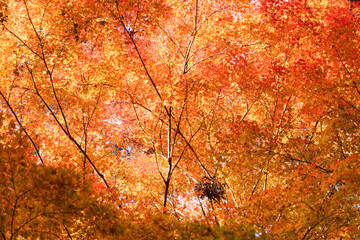 Sky full of maple leaves, sunshine, Japanese autumn