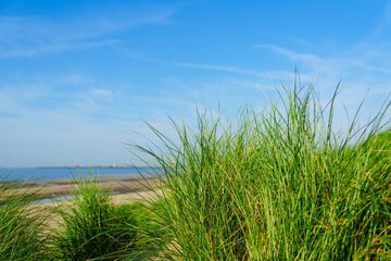 In the Netherlands, a green grass field stretches across the foreground under a clear blue sky with a few white clouds. The low-angle shot emphasizes the grass s height and serenity.