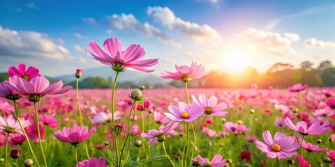 Obraz premium A lush meadow filled with vibrant pink flowers in full bloom on a sunny day