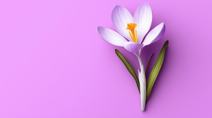 Fototapeta premium Closeup of a Delicate Purple Crocus Flower Blooming in Spring