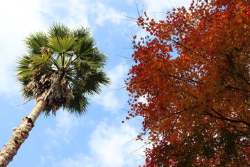 青空とヤシの木と赤い紅葉