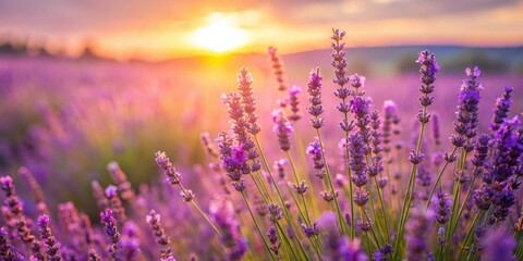 Lavender fields under warm sunlight with delicate purple flowers swaying gently in a breeze, lavender, landscape
