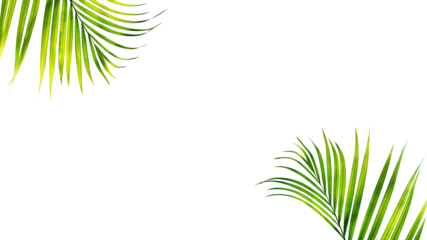 Palm leaf frame with empty space for text