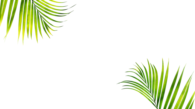 Palm leaf frame with empty space for text