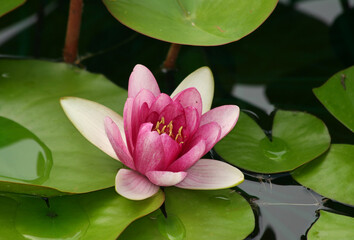 Pink Water Lily with Green Pads at pond in Indianapolis, IN, USA