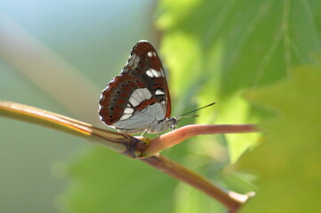 White Admiral(Limenitis camilla)Adults are often found nectaring on Bramble flowers in rides and clearings.It is a fairly shade-tolerant butterfly,flying in dappled sunlight to lay eggs on Honeysuckle