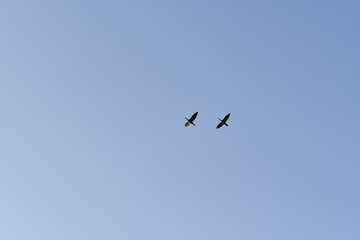 大空を飛ぶ鴨