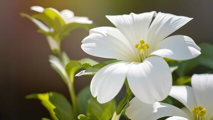 Fototapeta premium a close up of white flowers on a tree branch by a window sill against the sunlight
