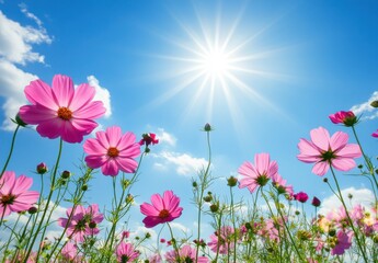 Vibrant Pink Cosmos Flowers Blooming Against a Bright Blue Sky with Radiant Sunlight and Soft Clouds in an Idyllic Natural Setting