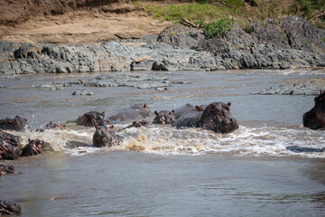 The common hippopotamus (Hippopotamus amphibius) is a large, artiodactyl, primarily herbivorous...