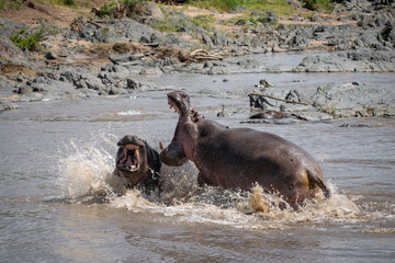 Fototapeta premium The common hippopotamus (Hippopotamus amphibius) is a large, artiodactyl, primarily herbivorous mammal that lives in Africa.