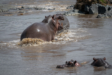 The common hippopotamus (Hippopotamus amphibius) is a large, artiodactyl, primarily herbivorous...