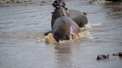The common hippopotamus (Hippopotamus amphibius) is a large, artiodactyl, primarily herbivorous...