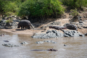 The common hippopotamus (Hippopotamus amphibius) is a large, artiodactyl, primarily herbivorous...