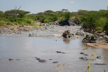 The common hippopotamus (Hippopotamus amphibius) is a large, artiodactyl, primarily herbivorous mammal that lives in Africa.