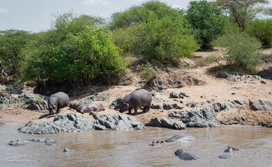 The common hippopotamus (Hippopotamus amphibius) is a large, artiodactyl, primarily herbivorous...