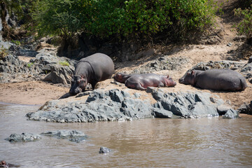 The common hippopotamus (Hippopotamus amphibius) is a large, artiodactyl, primarily herbivorous...