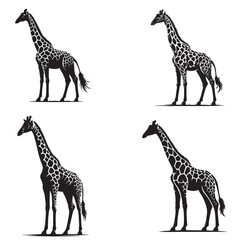 4 Illustrated Silhouettes of Majestic Standing Giraffes Isolated on a White Background Showcasing Grace and Elegance
