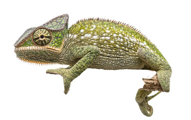 Obraz premium Chameleon portrait available PNG on white background