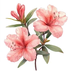  Delicate Pink Azaleas Watercolor Painting © Nuttapong