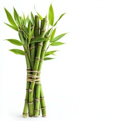 Fototapeta premium Bundle of Fresh Green Bamboo Shoots Isolated on White Background.