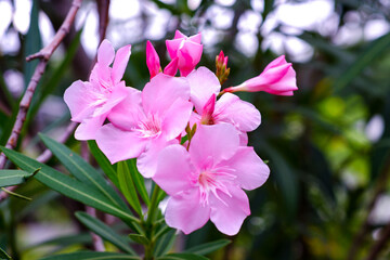 Garden shrub background, red and pink flowers