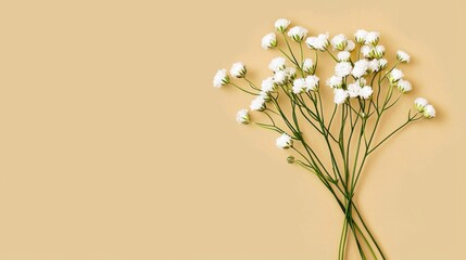 Obraz premium Delicate White Daisies Blooming in Tranquil Meadow Peaceful Floral Nature Scenery