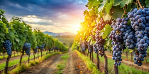 Naklejka premium Vineyard with rows of ripe grapes ready for harvest, grapes, vineyard, winemaking, agriculture, farming, harvest, ripe