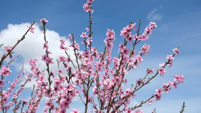 A blooming peach orchard. Pink peach blossoms close-up against the blue sky. Soft morning light. Awakening of nature concept. The romantic beauty of spring blooming. Spring natural pastel background
