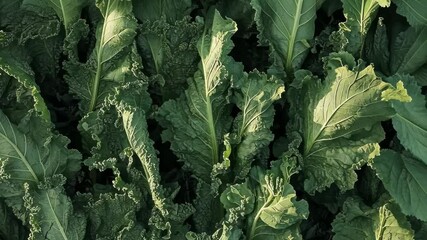 Fresh green kale leaves growing abundantly in a well-tended garden bed during the late summer season