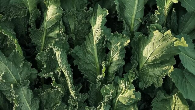 Fresh green kale leaves growing abundantly in a well-tended garden bed during the late summer season