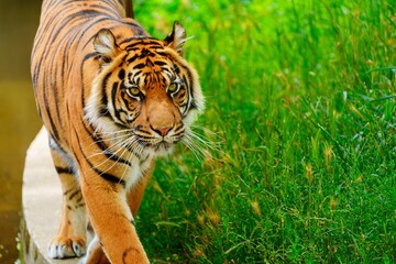 A stunning close-up of a tiger in the wild, showcasing the majestic creature s power and intensity. This captivating image illustrates the beauty and wonder of wildlife and conservation.
