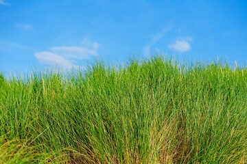 Obraz premium A vibrant green grass field in the Netherlands stretches to the horizon under a clear blue sky with fluffy white clouds, creating a serene and peaceful landscape.