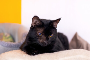 A sleek black cat with striking yellow eyes is lounging on a cozy blanket