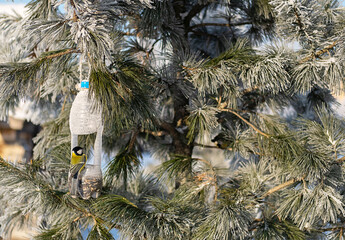 Bird feeder from plastic bottle hanging on pine tree branch, with a great tit enjoying seeds.
