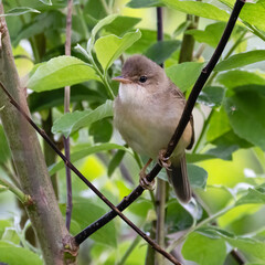 Marsh Warbler