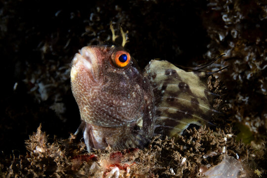 The butterfly blenny (Blennius ocellaris) is a small marine blenniid fish of Northern and Western Europe, as well as the Mediterranean Sea and Black Sea and Morocco