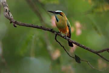 Perched Turquoise-browed Motmot (Eumomota superciliosa), Puntarenas, Costa Rica
